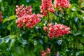 Blooming red horse-chestnut (Aesculus carnea) Royalty Free Stock Photo